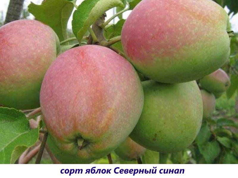 manzanas norte sinup