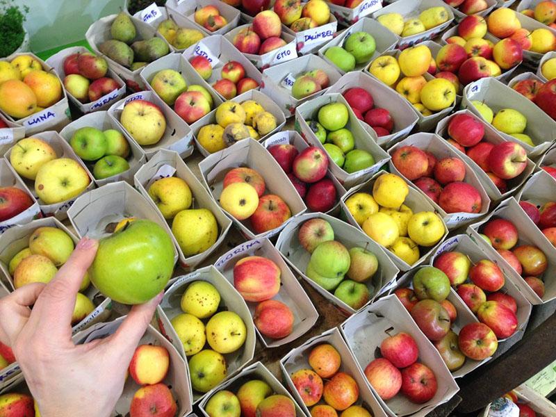 tipos de manzanas para tu jardín
