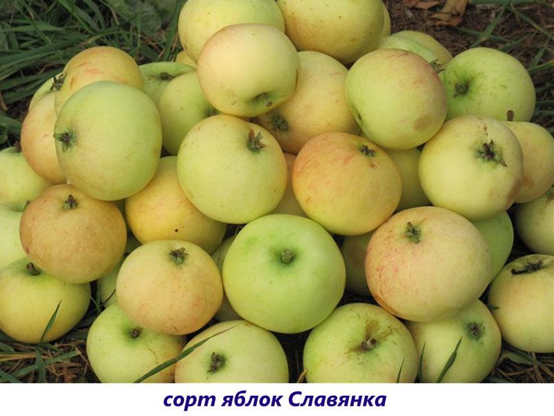 manzanas slavianka