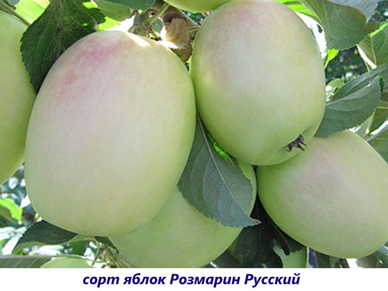 Variedad de romero ruso