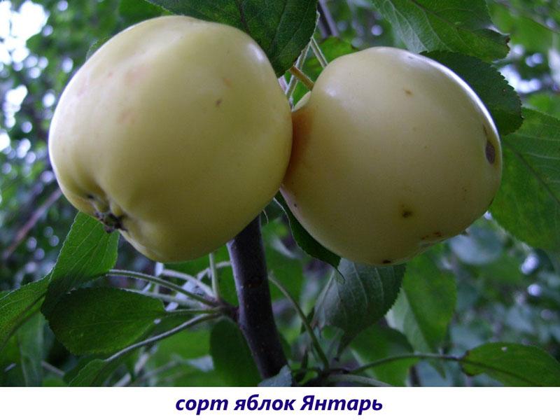 ámbar grado