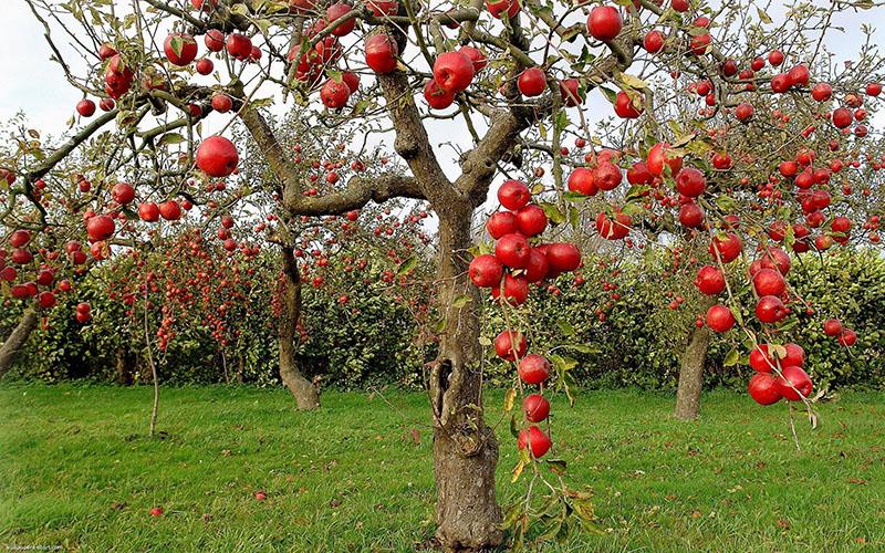 variedades de manzanas rojas