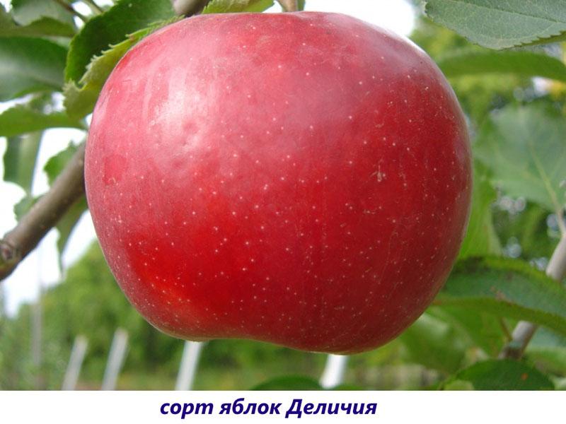 manzana de la ilusión