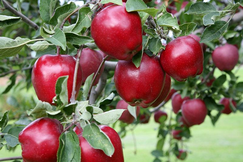 variétés de pommes à pulpe rouge