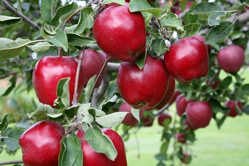 variedades de manzana con pulpa roja