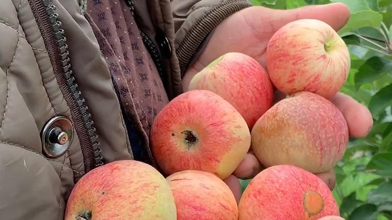 variétés de pommes à maturation précoce