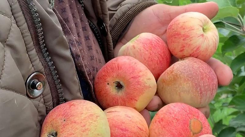 variedades de manzanas de maduración temprana