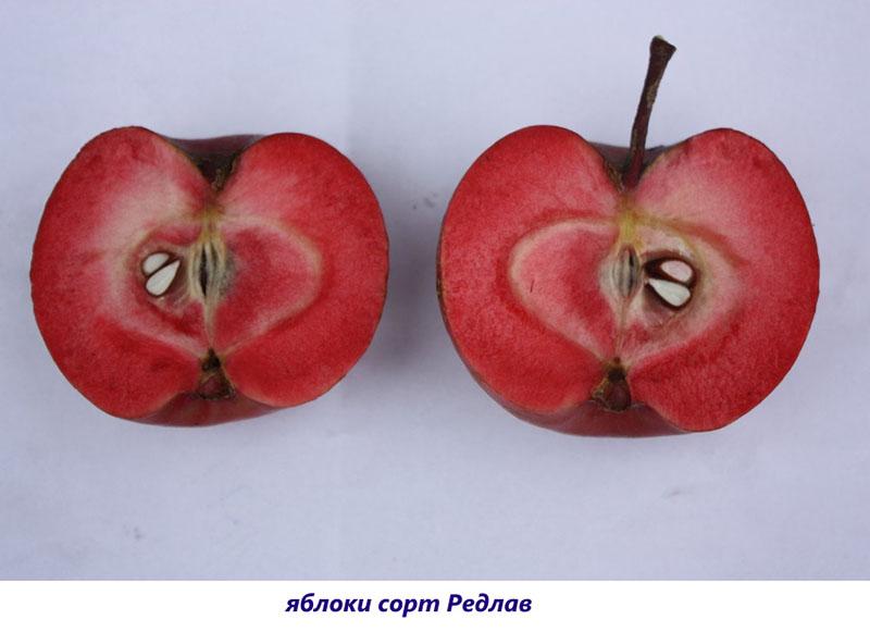 grado redlav