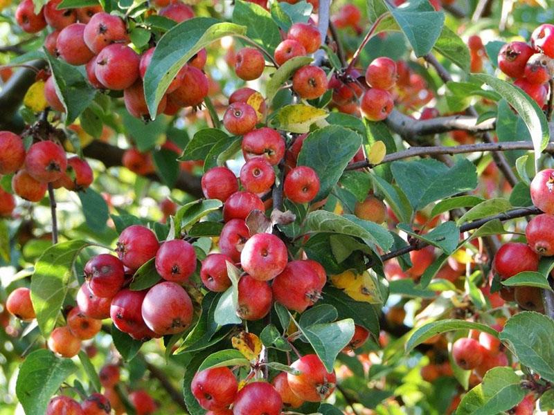 pequeñas variedades de manzanas