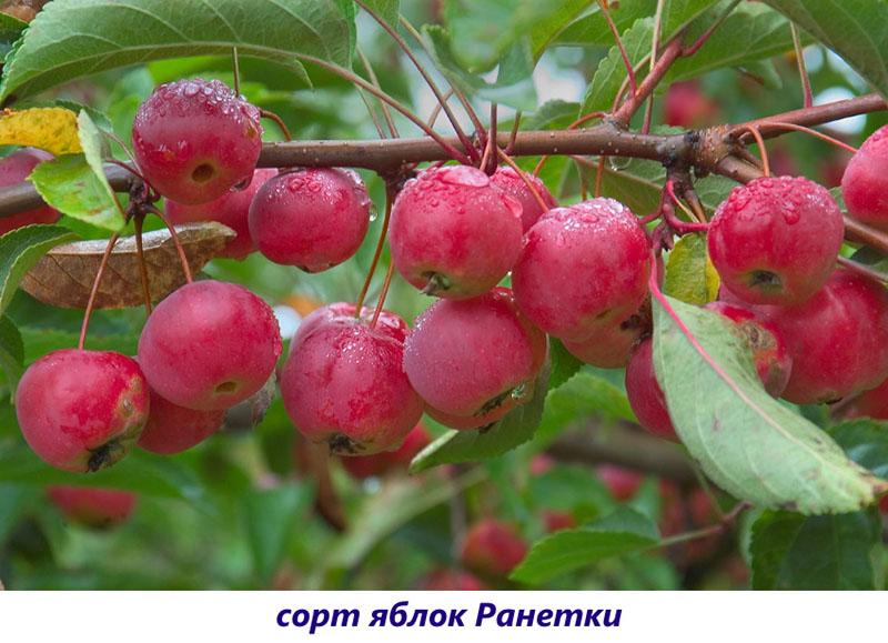 Manzanas Ranetki