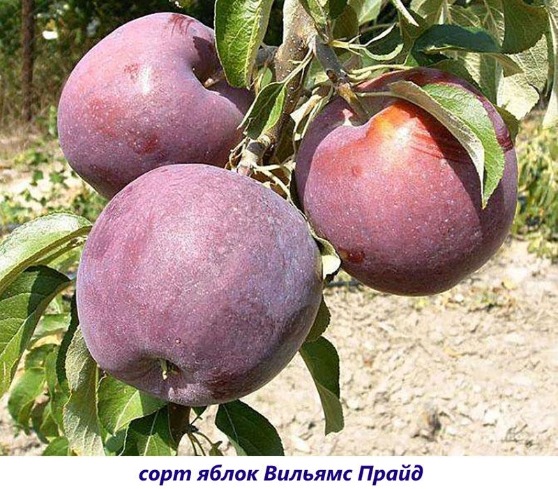 Variedad Williams Pride