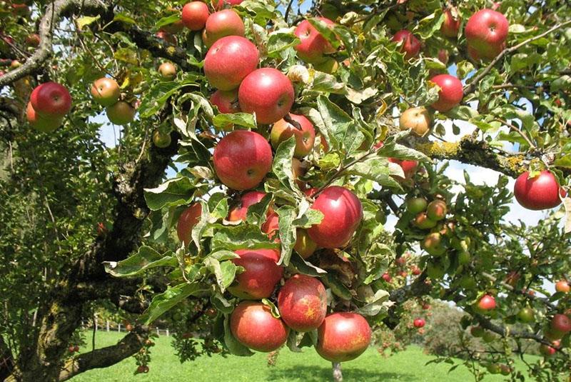 Variedades de manzanas de maduración otoñal.