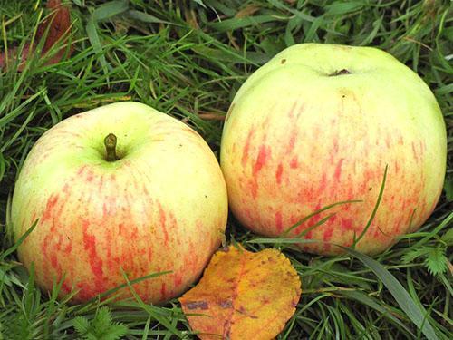 Manzanas de la variedad Elegida