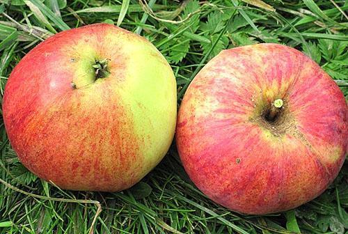 Variedades de frutas de manzana Aelita