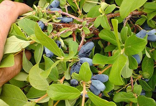 Variedad madreselva Carbonero