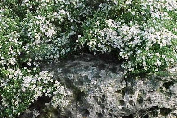 bruyère d'aster