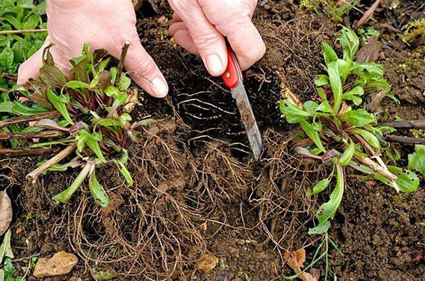 reproduction des asters en divisant le buisson