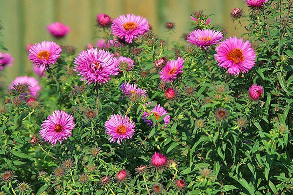 aster véritable vivace