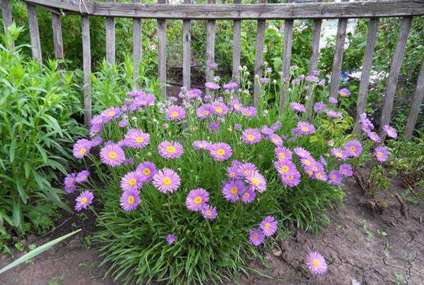 aster alpin