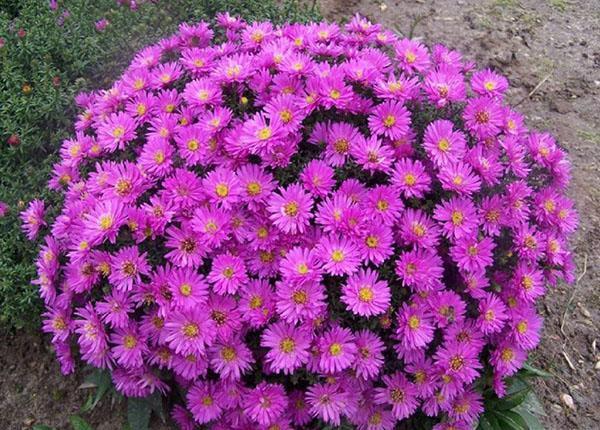 aster Novobelgiskaya