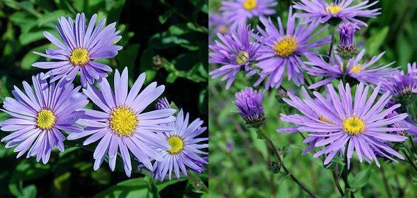 étoile d'aster