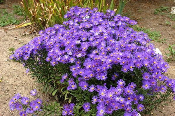 aster italien