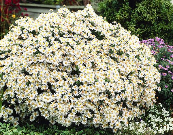 aster arbustif