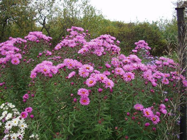 aster nouvel anglais