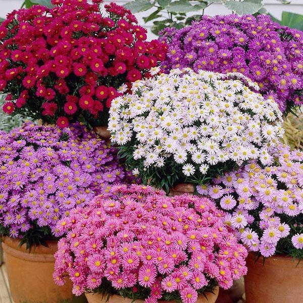 aster vivace
