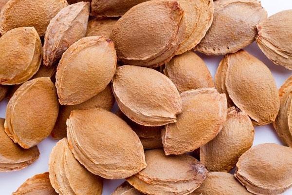 il y a beaucoup de protéines et d'huiles essentielles dans les noyaux