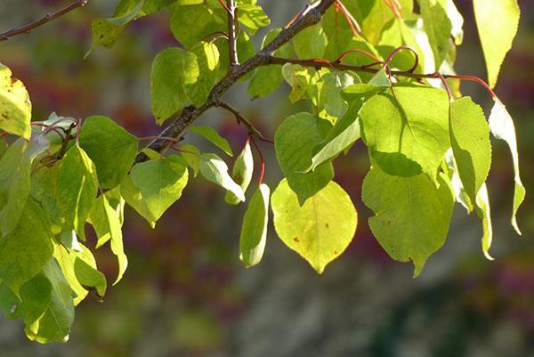 feuilles d'abricot