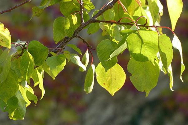 hojas de albaricoque