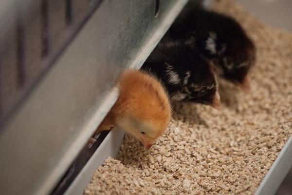 Nourrir les poulets avec des aliments composés Solnyshko