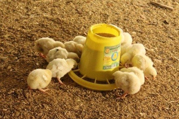 nourrir les poulets