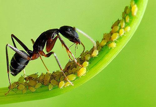 Los pulgones son transmitidos por hormigas