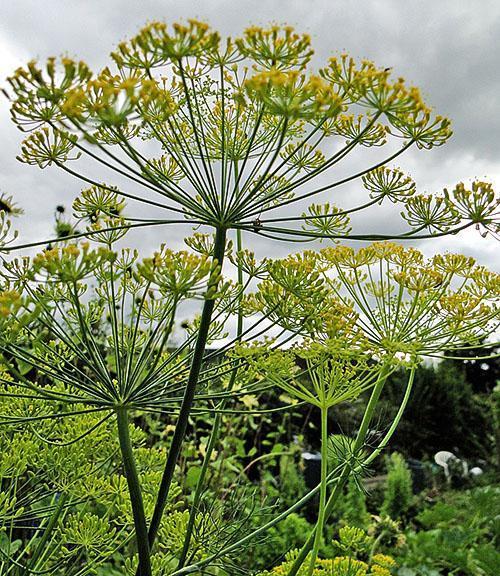 Paraguas de flor de eneldo saludable