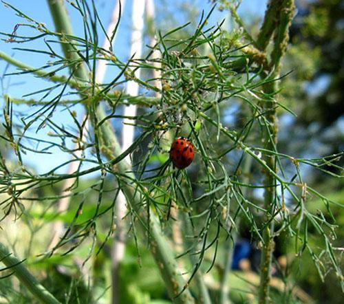 Los productos biológicos se utilizan para combatir los pulgones.