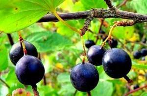 groseille noire