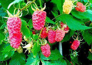 framboise après de bons soins