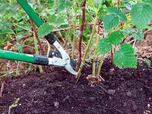 la taille des framboises est la base d'un entretien approprié