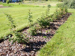 mulching de frambuesas - promueve el cuidado