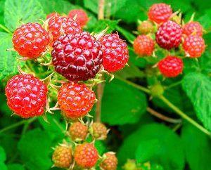 soins d'été à la framboise