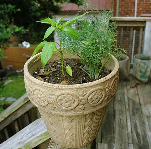 L'aneth pousse sur le balcon