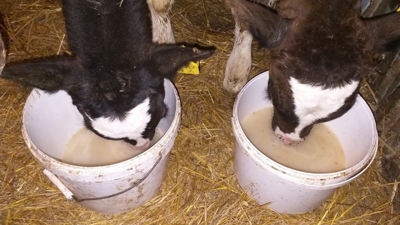 cómo alimentar a un ternero sin leche
