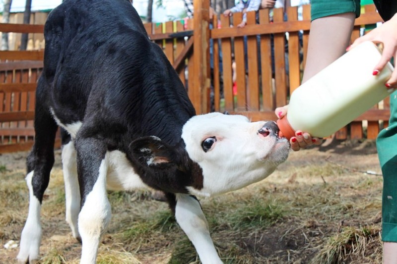 cómo alimentar a un ternero si no hay leche