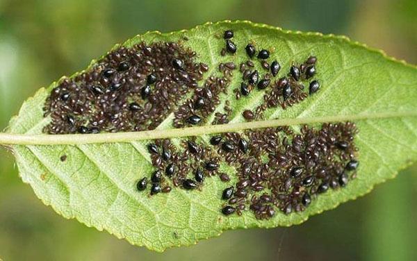 pulgón de plagas de insectos