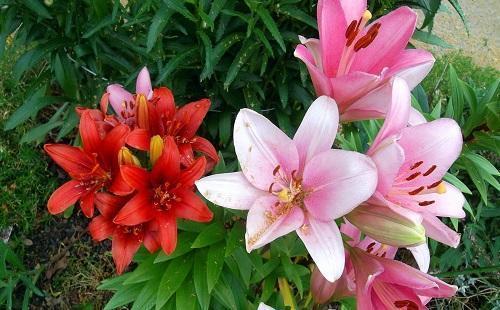 fleurs de lys