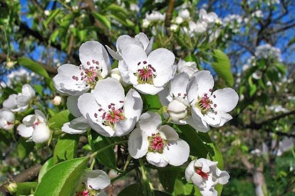 inflorescence de poire