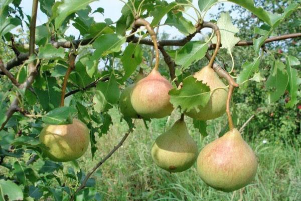 frutos de pera en memoria de Yakovlev