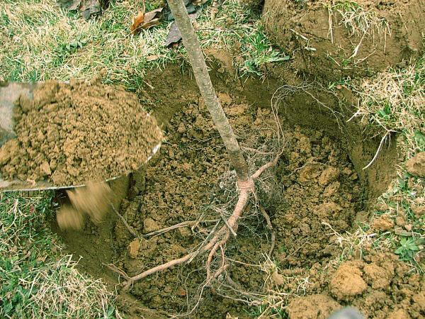 plantar una plántula de pera